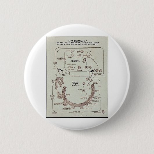 Levensgeschiedenis van de malaria parasite plasmod ronde button 5,7 cm (Voorkant)