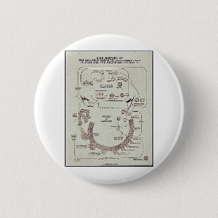 Levensgeschiedenis van de malaria parasite plasmod ronde button 5,7 cm