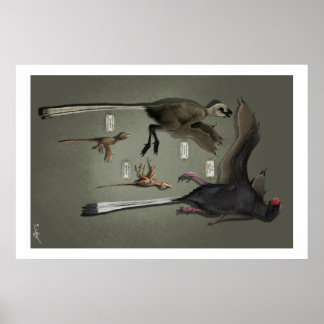 Levensgrootte Sansoriopterygids Poster