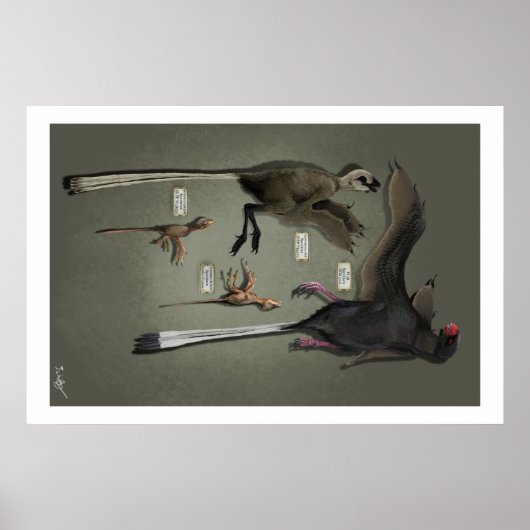 Levensgrootte Sansoriopterygids Poster (Voorkant)