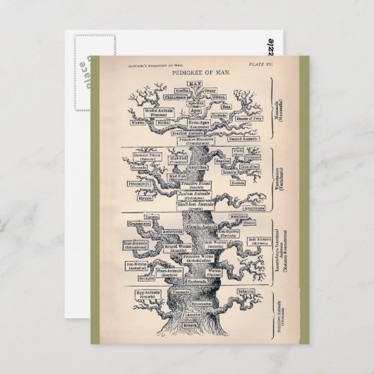 Levensloop / stamboom van Man Briefkaart (Voorkant / Achterkant)