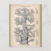 Levensloop / stamboom van Man Briefkaart (Voorkant)