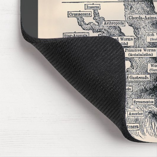 Levensloop / stamboom van Man Muismat (Hoek)