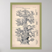 Levensloop / stamboom van Man Poster (Voorkant)