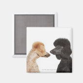 Levensmiddelen die elkaar onderzoeken magneet (Voorkant / Achterkant)