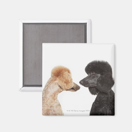 Levensmiddelen die elkaar onderzoeken magneet (Voorkant / Achterkant)