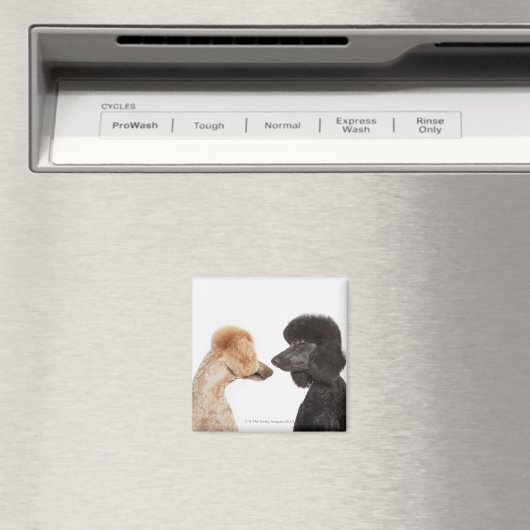 Levensmiddelen die elkaar onderzoeken magneet (Insitu (Vaatwasser))