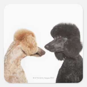 Levensmiddelen die elkaar onderzoeken vierkante sticker