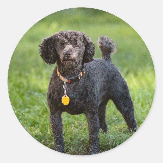 Levensmiddelen Ronde Sticker (Voorkant)