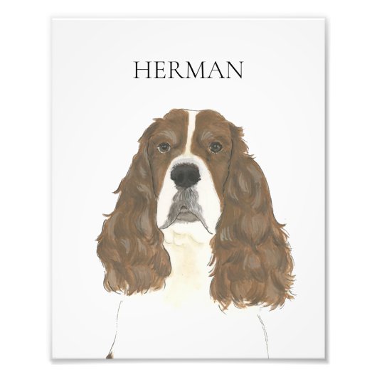 Lever & Wit Engels Springer Spaniel Art Foto Afdruk (Voorkant)