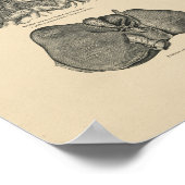  Leveranatomie 1880 Afdruk Poster (Hoek)