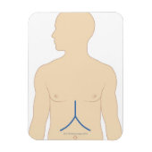 Levertransplantatie Magneet (Verticaal)