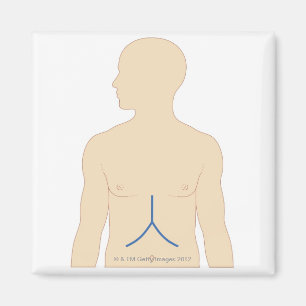 Levertransplantatie Magneet