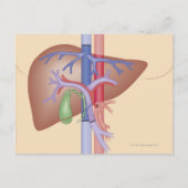 Levertransplantatieprocedure Briefkaart (Voorkant)