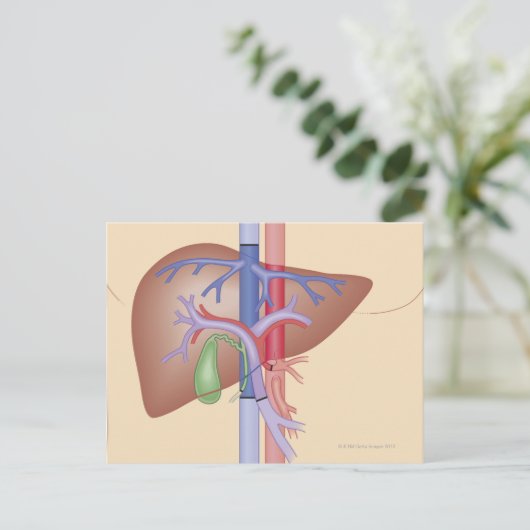 Levertransplantatieprocedure Briefkaart (Staand voorkant)