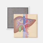 Levertransplantatieprocedure Magneet (Voorkant / Achterkant)