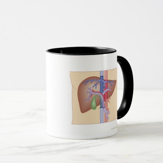 Levertransplantatieprocedure Mok (Voorkant rechts)