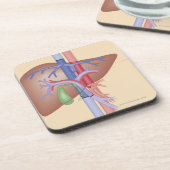 Levertransplantatieprocedure Onderzetter (Linkerzijde)