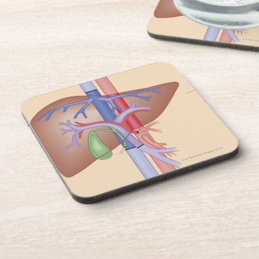 Levertransplantatieprocedure Onderzetter (Linkerzijde)