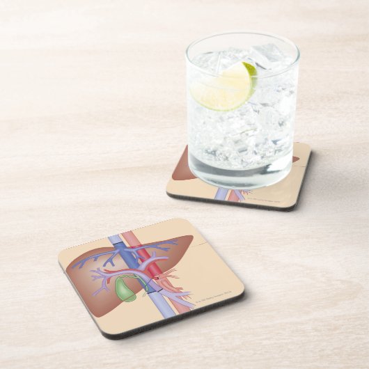 Levertransplantatieprocedure Onderzetter (Rechterzijde)