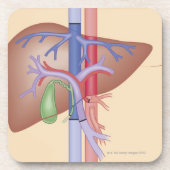 Levertransplantatieprocedure Onderzetter (Voorkant)