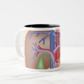 Levertransplantatieprocedure Tweekleurige Koffiemok (Voorkant links)