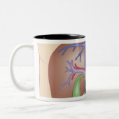 Levertransplantatieprocedure Tweekleurige Koffiemok (Links)