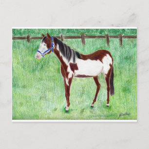 Levi Paint Horse Briefkaart