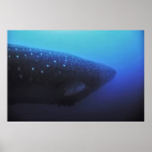 Leviathan Poster (Voorkant)