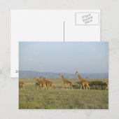 Lewa Wildlife Conservancy, Kenia Briefkaart (Voorkant / Achterkant)