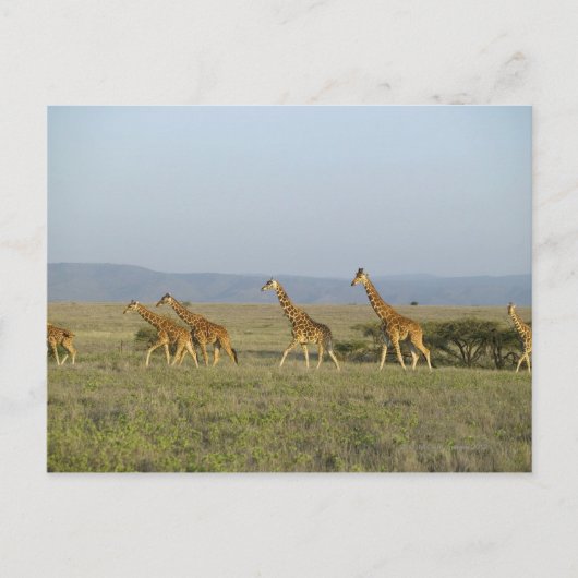Lewa Wildlife Conservancy, Kenia Briefkaart (Voorkant)