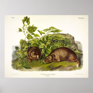 Lewis' Marmot, gele marmot van Audubon Poster