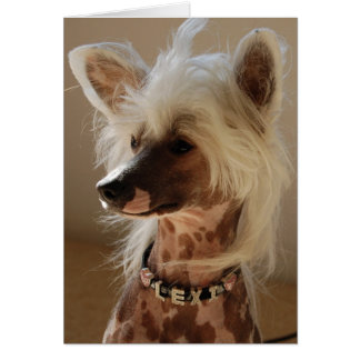 Lexi de grote Chinese Crested
