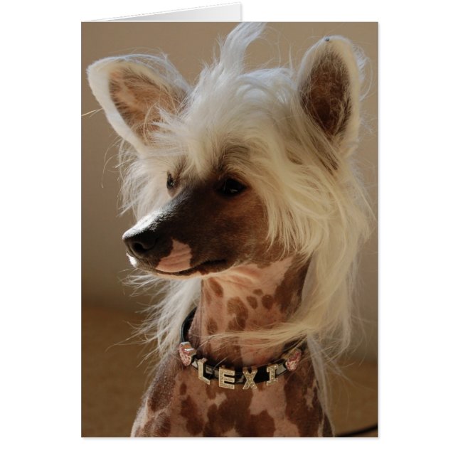 Lexi de grote Chinese Crested (Voorkant)