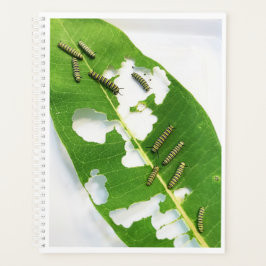Lg Planner Tiny Monarch Caterpilars