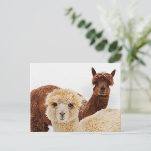 Lhamas Briefkaart (Staand voorkant)