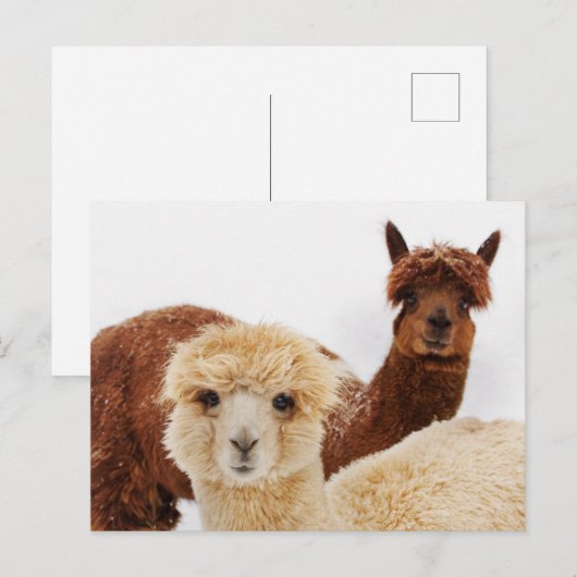 Lhamas Briefkaart (Voorkant / Achterkant)