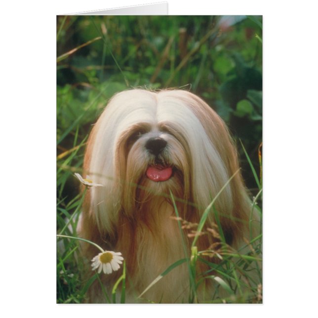 Lhasa Apso (Voorkant)