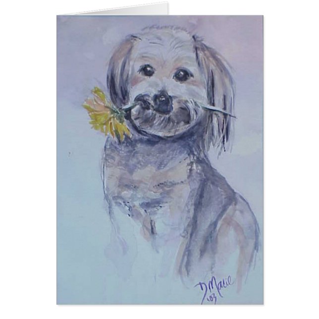 Lhasa Apso (Voorkant)