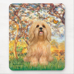 Lhasa Apso 9 - Lente Muismat