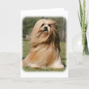 Lhasa Apso 9Y394D-104 Kaart