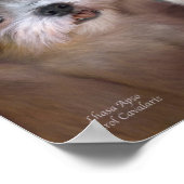 Lhasa Apso Art Poster/Afdruk Poster (Hoek)
