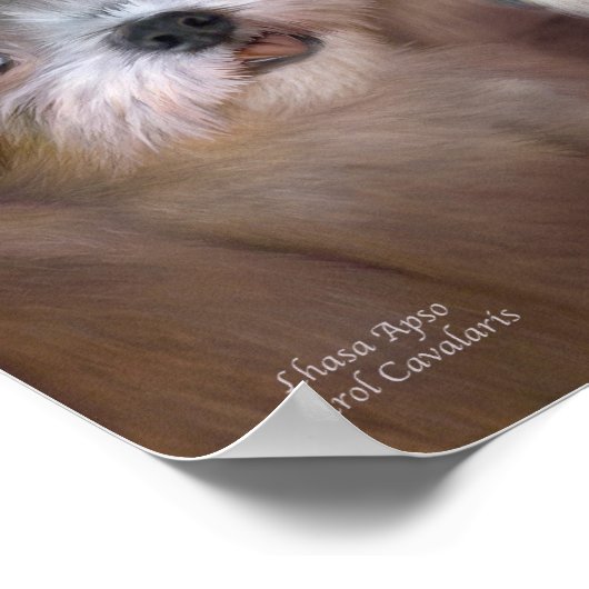 Lhasa Apso Art Poster/Afdruk Poster (Hoek)