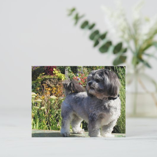 Lhasa Apso Bailey 1 Briefkaart (Staand voorkant)