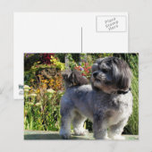 Lhasa Apso Bailey 1 Briefkaart (Voorkant / Achterkant)