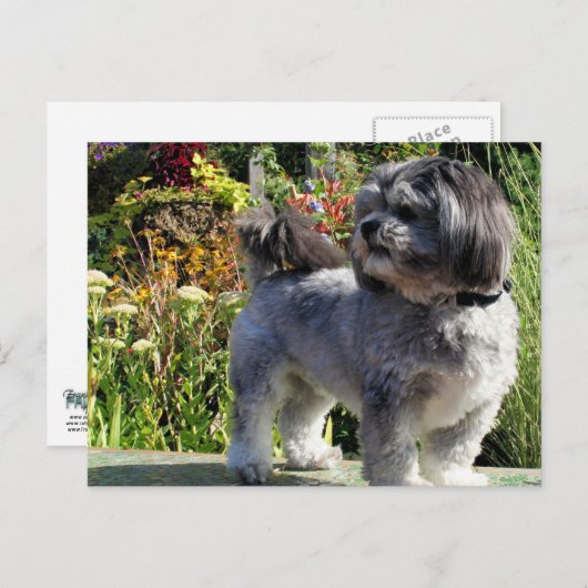 Lhasa Apso Bailey 1 Briefkaart (Voorkant / Achterkant)