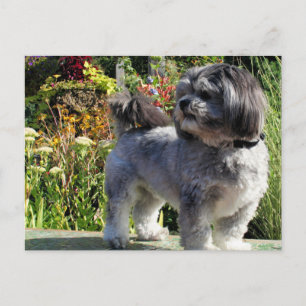 Lhasa Apso Bailey 1 Briefkaart