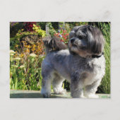 Lhasa Apso Bailey 1 Briefkaart (Voorkant)