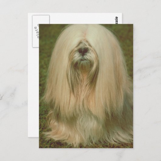 Lhasa Apso Briefkaart (Voorkant / Achterkant)