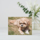Lhasa Apso Briefkaart (Staand voorkant)